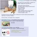 cougar.png