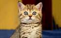 big-kitten-eyes-1680x1050.jpg