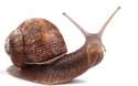 snail2.jpg