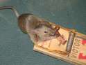 Schlagfalle-Kunststoff-Maus.jpg