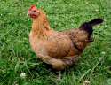 Chicken.jpg