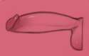 dick.png