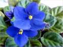 violets.jpg