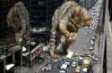Giant cat is giant.jpg