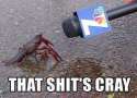 shit's cray.jpg