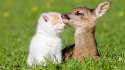 cute-animal-wallpaper-22.jpg