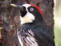 Woodpecker_Acorn_3_-_Cave_Creek_Ranch_AZ_0.jpg