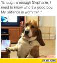 funny-dog-big-ears-table-living-room.jpg