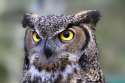 Great-Horned-Owl1.jpg