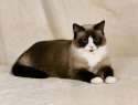 Snowshoe Cat.jpg