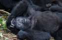 Bwindi_017.jpg