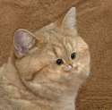 small face cat.jpg