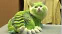 gatto1.png