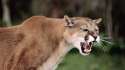 Mountain-Lion.jpg