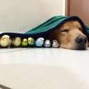 bird_line_doggo.jpg