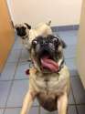 funny-pug-pictures-8.jpg