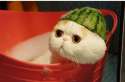 WatermelonCat.jpg