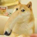 screwe doge.jpg