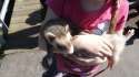 just_a_little_girl_holding_a_ferret_by_mc1964-d7e8uj0.jpg