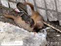 anhui-china-sad-tale-of-two-weasels-16.jpg