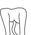 catbutt2.png