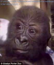 Appalled Primate.png