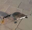 goose spew.jpg