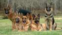 German-shepherds-76i874cb2i3c3.jpg