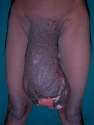 Biggest Penis.jpg