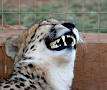spotted lion.jpg