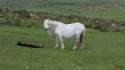 Bob's herd pic 5 26.5.16.jpg
