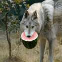 nom!.gif