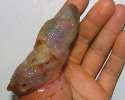 thumb.jpg
