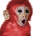 Red Nigger.jpg