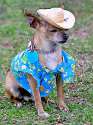 doggo hatimus (567).jpg