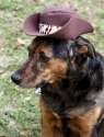 doggo hatimus (328).jpg