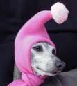 doggo hatimus (141).jpg