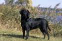 blacklab1.jpg