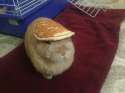 C__Data_Users_DefApps_AppData_INTERNETEXPLORER_Temp_Saved Images_1461202463703.jpg