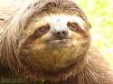 Sloth-1.jpg