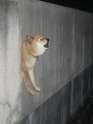 doge.jpg