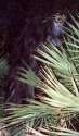 272550-cryptozoology-skunk-ape.jpg