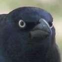 Crows+man+_f172b84db1e2e333bb4feae25b8cd975.jpg
