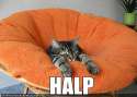 funny-pictures-cat-needs-help.jpg