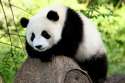 Panda-2-sm.jpg