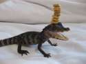turtle with chips.jpg