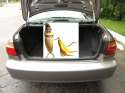 TrunkOpen.jpg