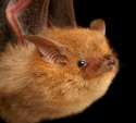 cutebat15.jpg