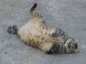 85d8ce590ad8981_Le_gros_chat_L.jpg