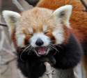 red panda laugh.jpg